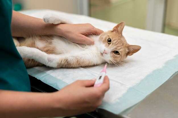 Как предотвратить повторные укусы котенка