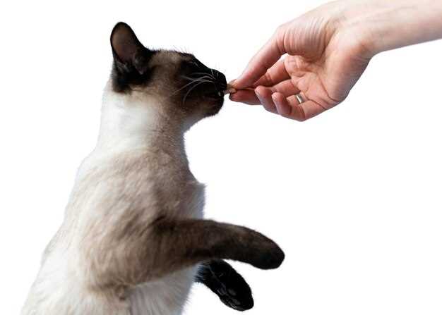 Что делать, если котенок укусил вас за палец до крови?